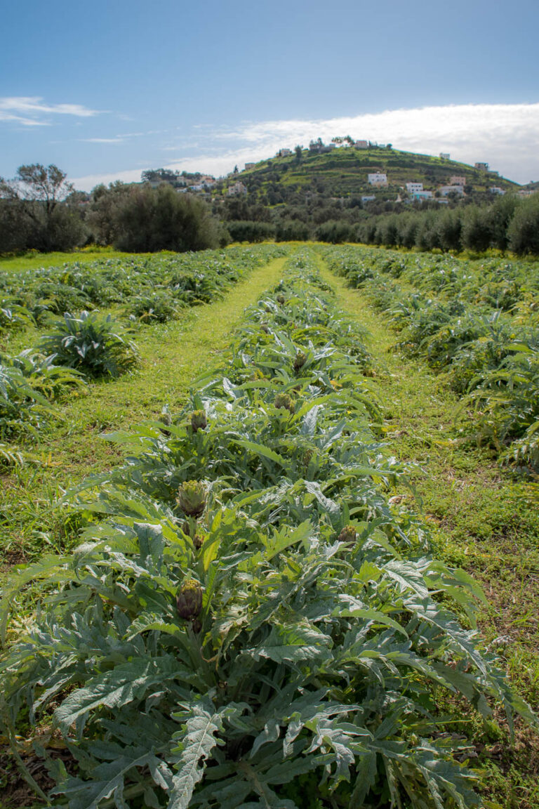 Αrtichokes cultivation just north of Kamilari